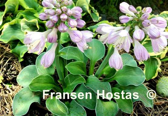 Hosta Spiny Mouse